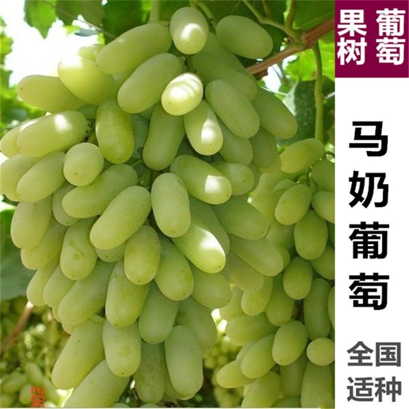蓝宝石葡萄苗