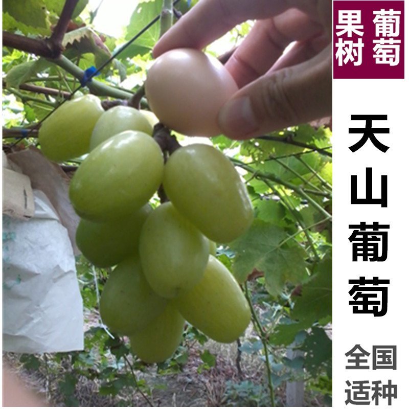 蓝宝石葡萄苗