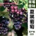 蓝宝石葡萄苗