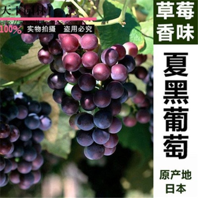 蓝宝石葡萄苗