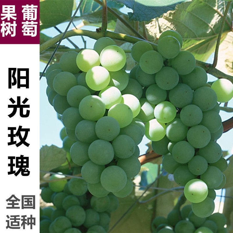 蓝宝石葡萄苗