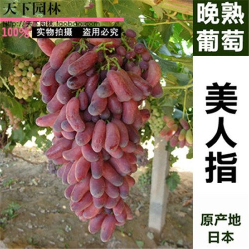 蓝宝石葡萄苗