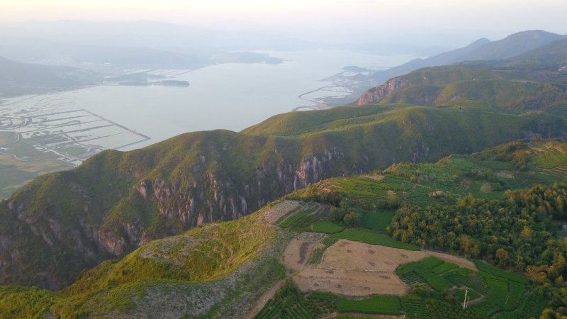聚香园白茶福鼎白茶高山特级三年陈老白茶