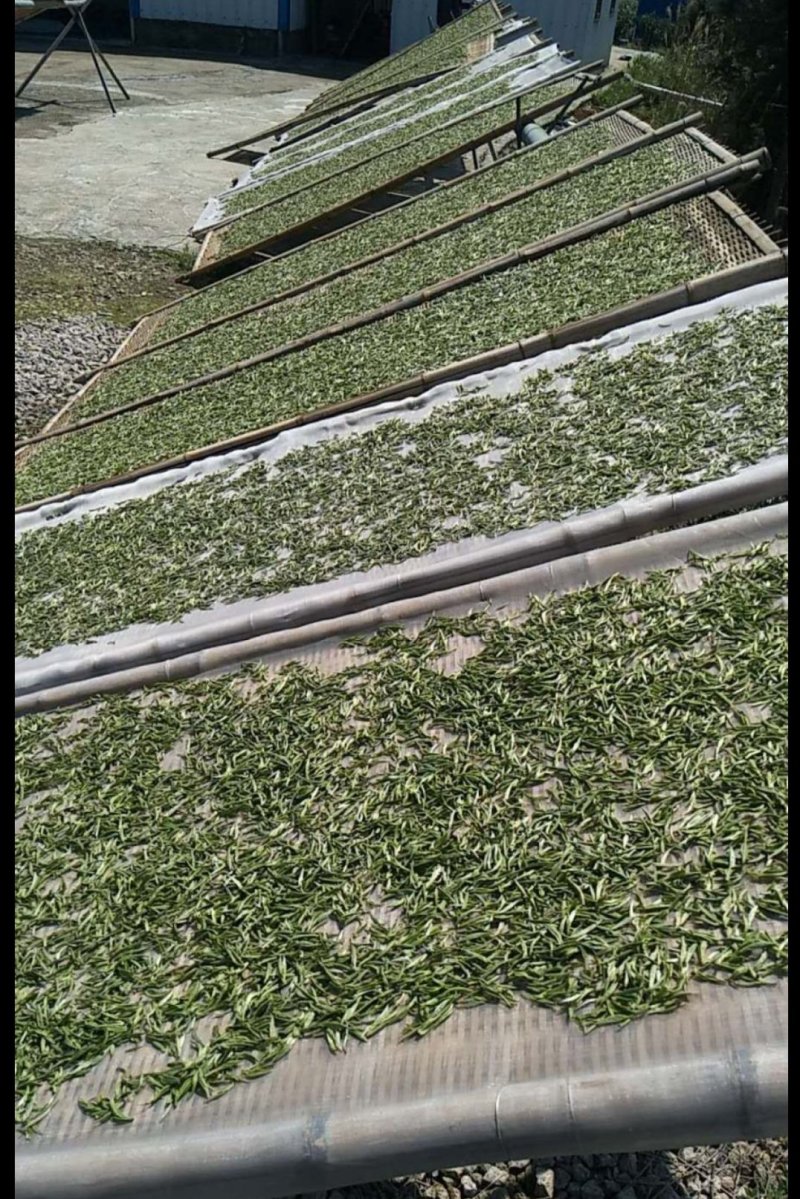 聚香园白茶福鼎白茶高山特级三年陈老白茶