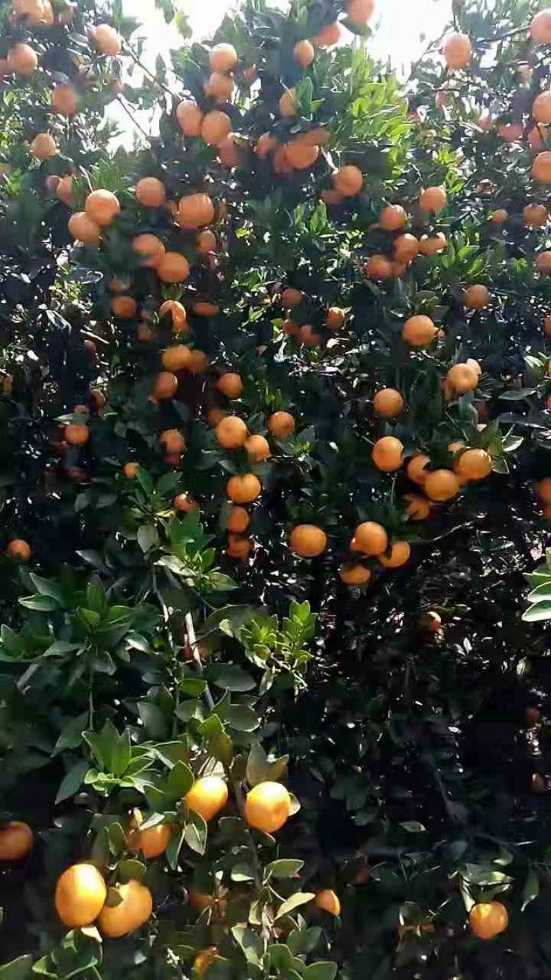 南丰桔，臭皮柑，本地早，世纪红