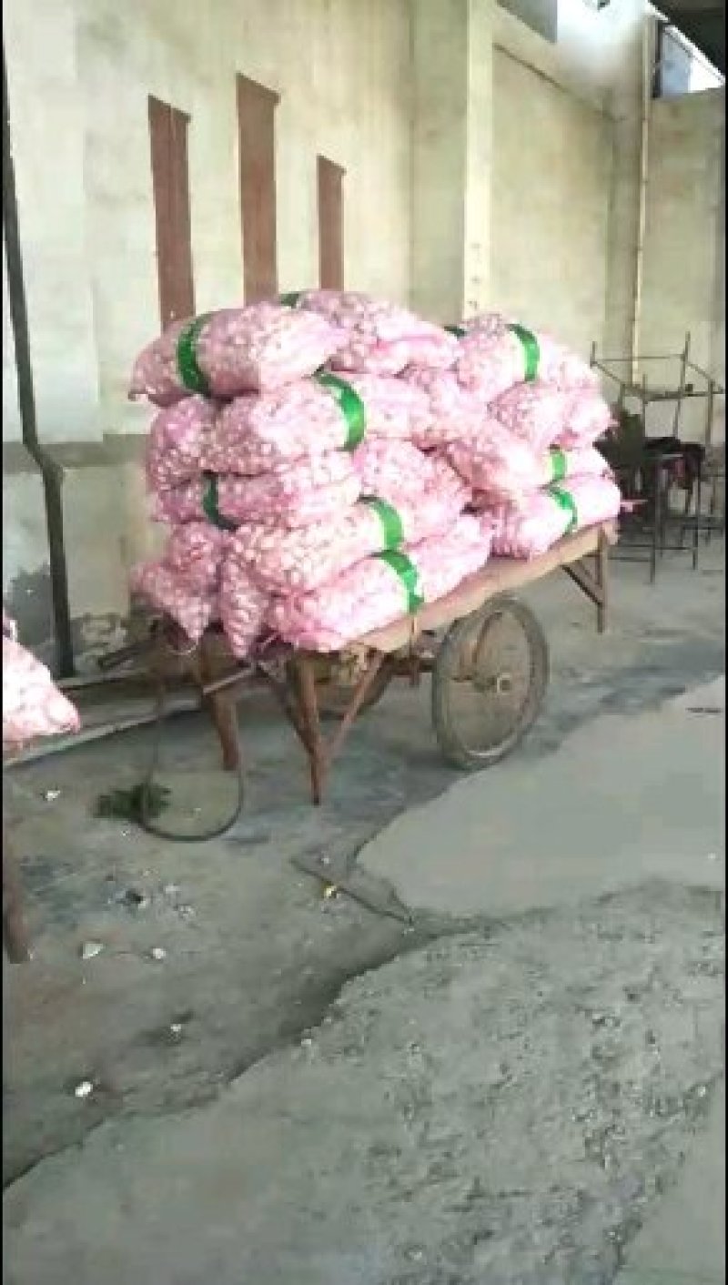 中牟大蒜