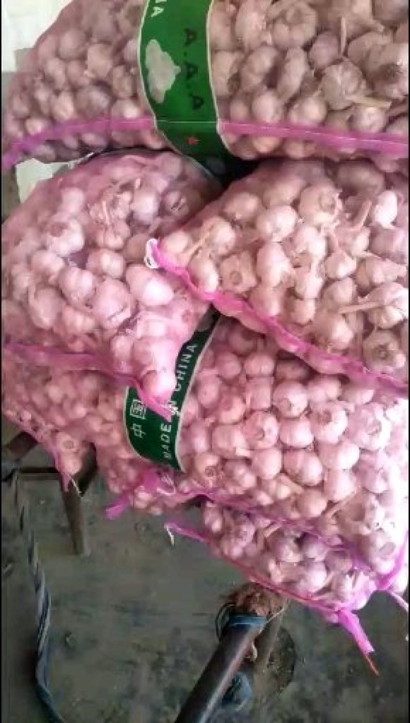 中牟大蒜