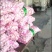 中牟大蒜