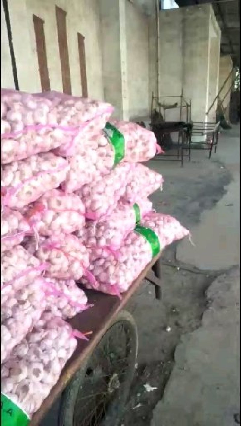 中牟大蒜
