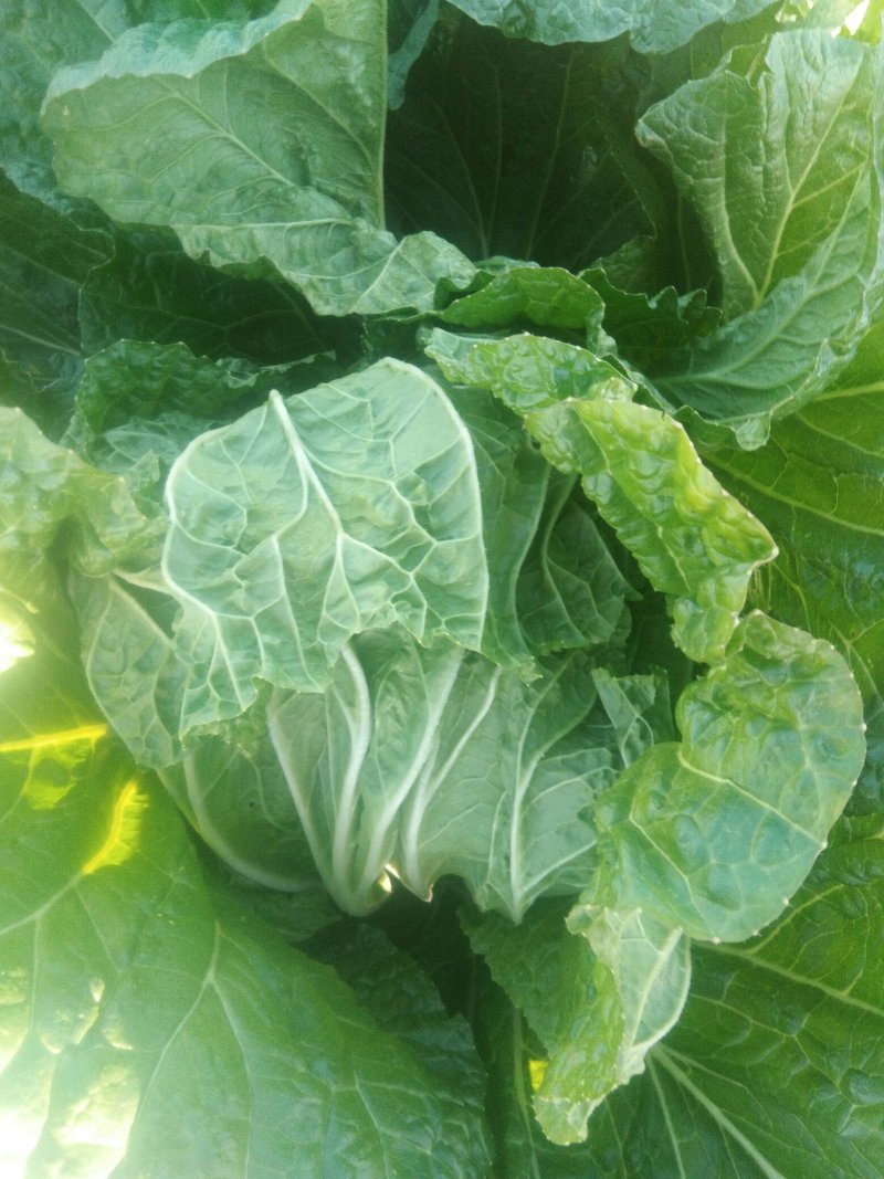 陕西渭南大叶菠菜，大量上市中，欢迎来电咨询优惠