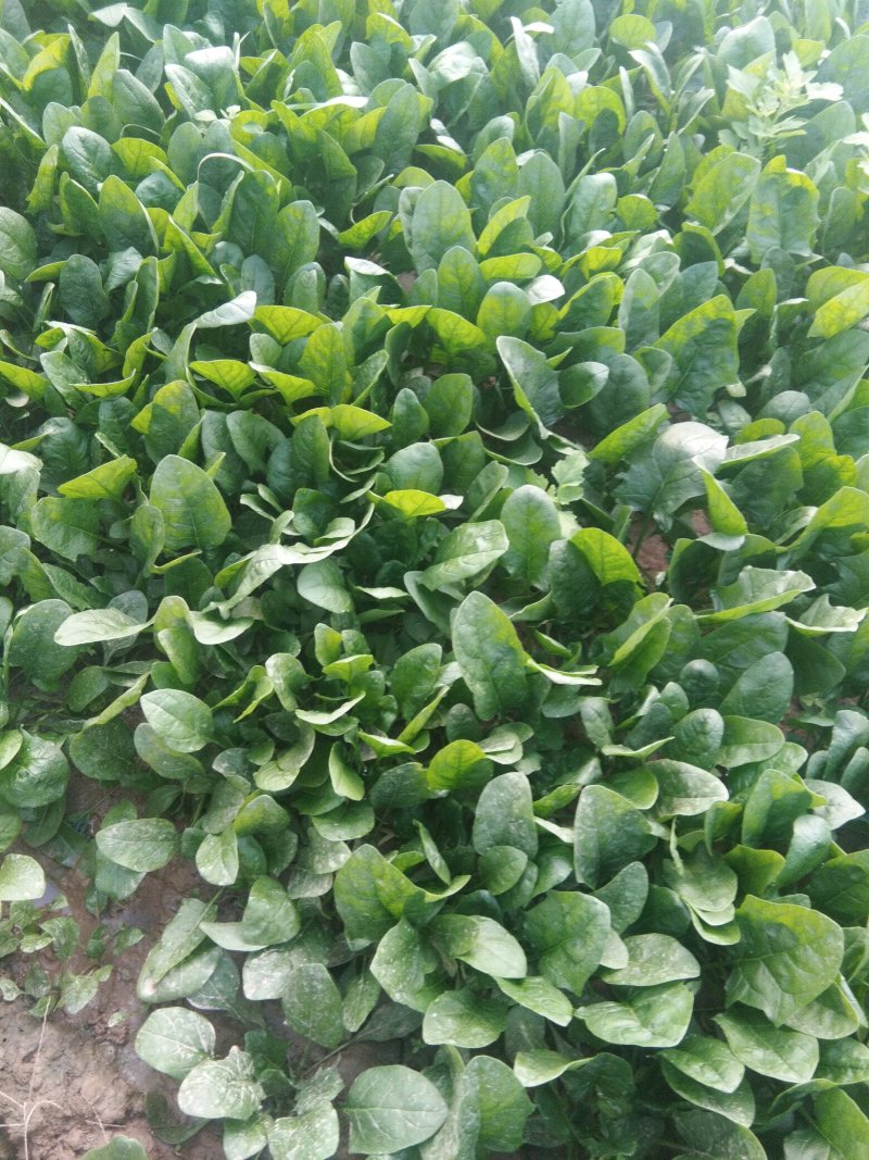 陕西渭南大叶菠菜，大量上市中，欢迎来电咨询优惠