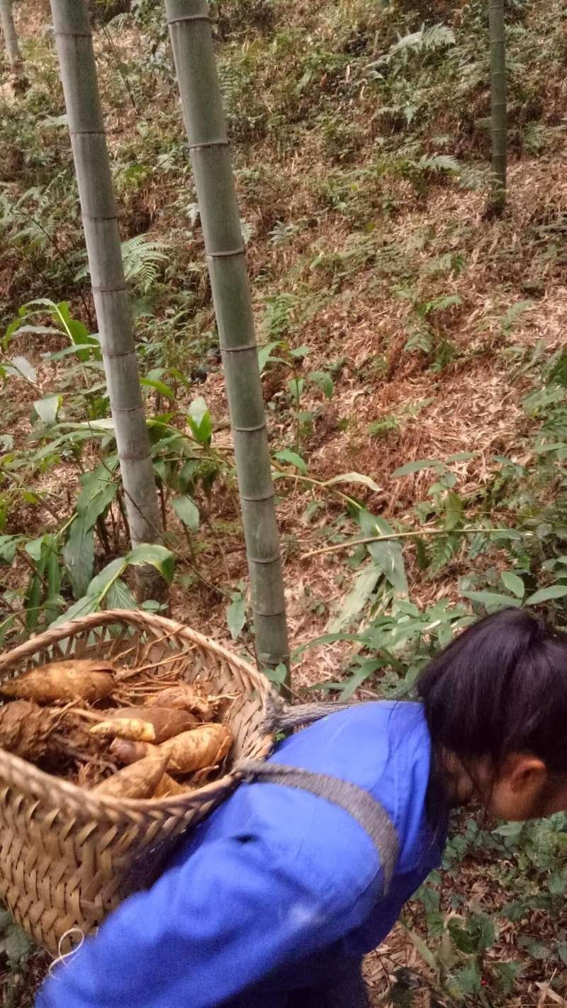 竹笋