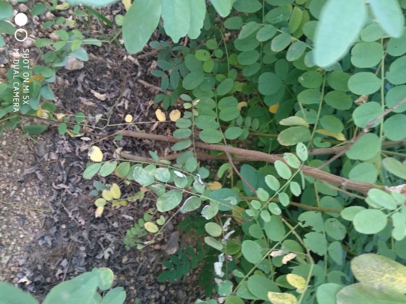 刺槐苗刺槐树苗洋槐树苗洋槐花苗白花槐树苗
