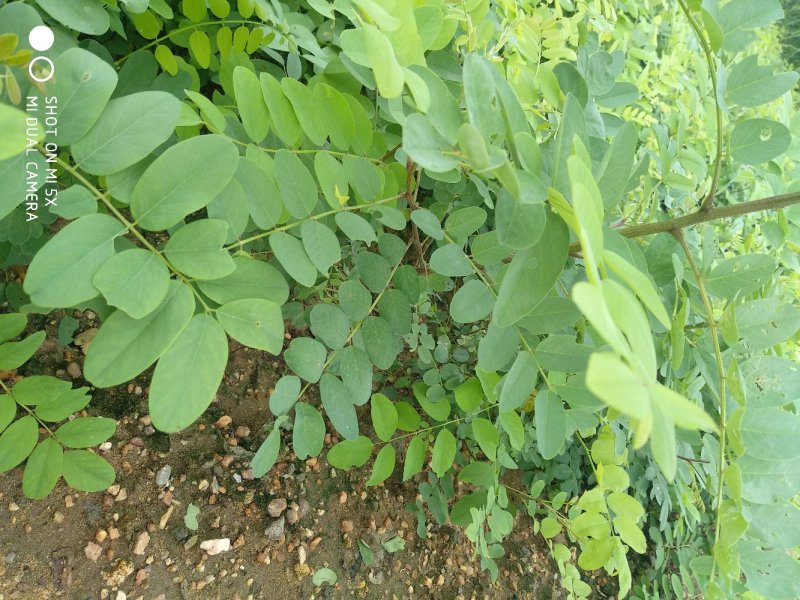 刺槐苗刺槐树苗洋槐树苗洋槐花苗白花槐树苗