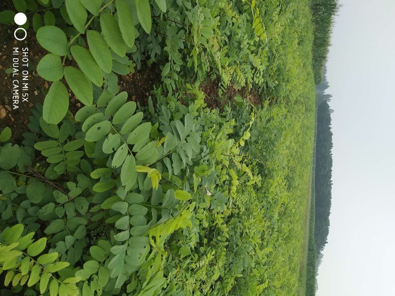 刺槐苗刺槐树苗洋槐树苗洋槐花苗白花槐树苗