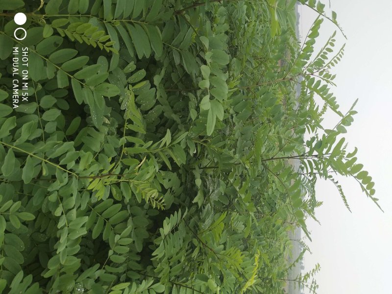 刺槐苗刺槐树苗洋槐树苗洋槐花苗白花槐树苗