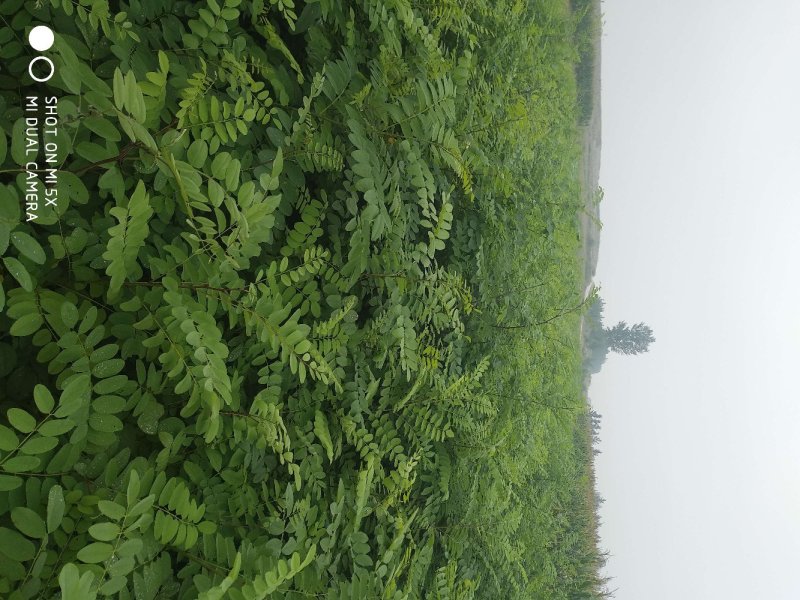 刺槐苗刺槐树苗洋槐树苗洋槐花苗白花槐树苗