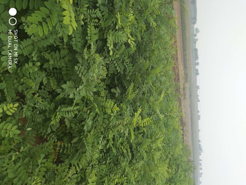 刺槐苗刺槐树苗洋槐树苗洋槐花苗白花槐树苗