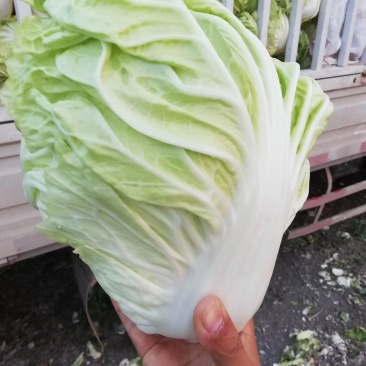 小白菜