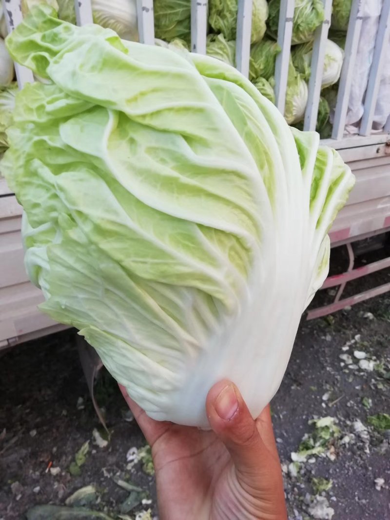 小白菜
