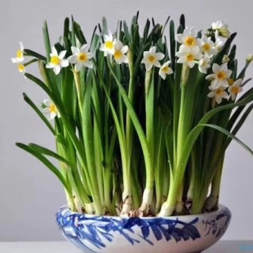 水仙花