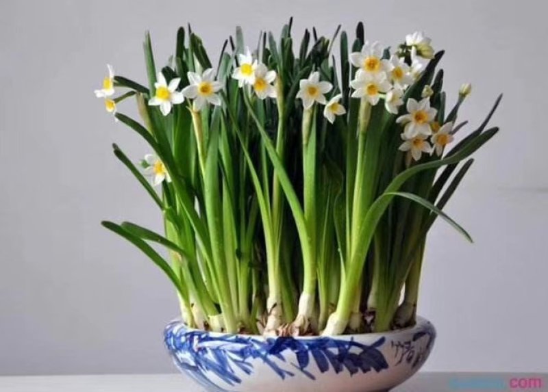 水仙花
