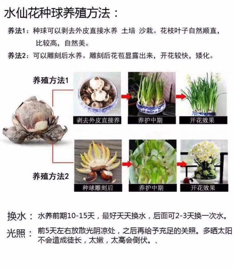 水仙花