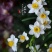 水仙花