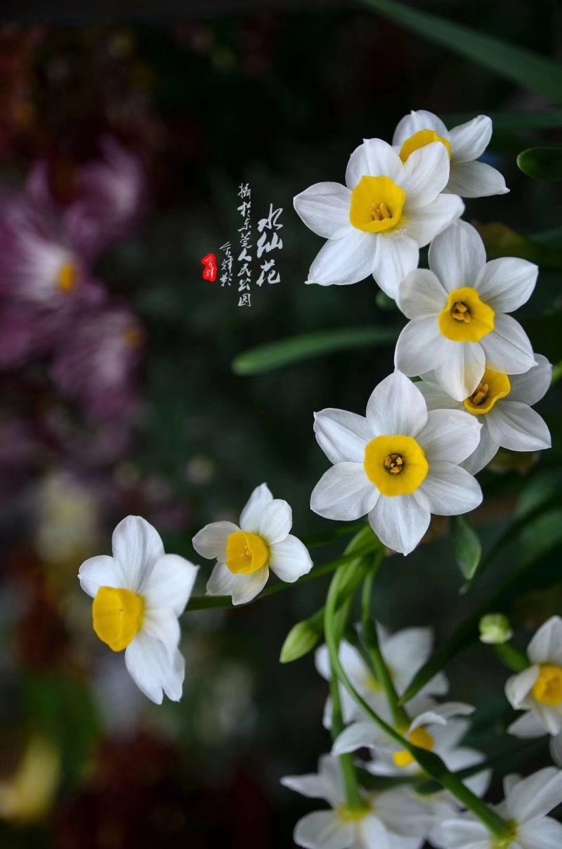 水仙花