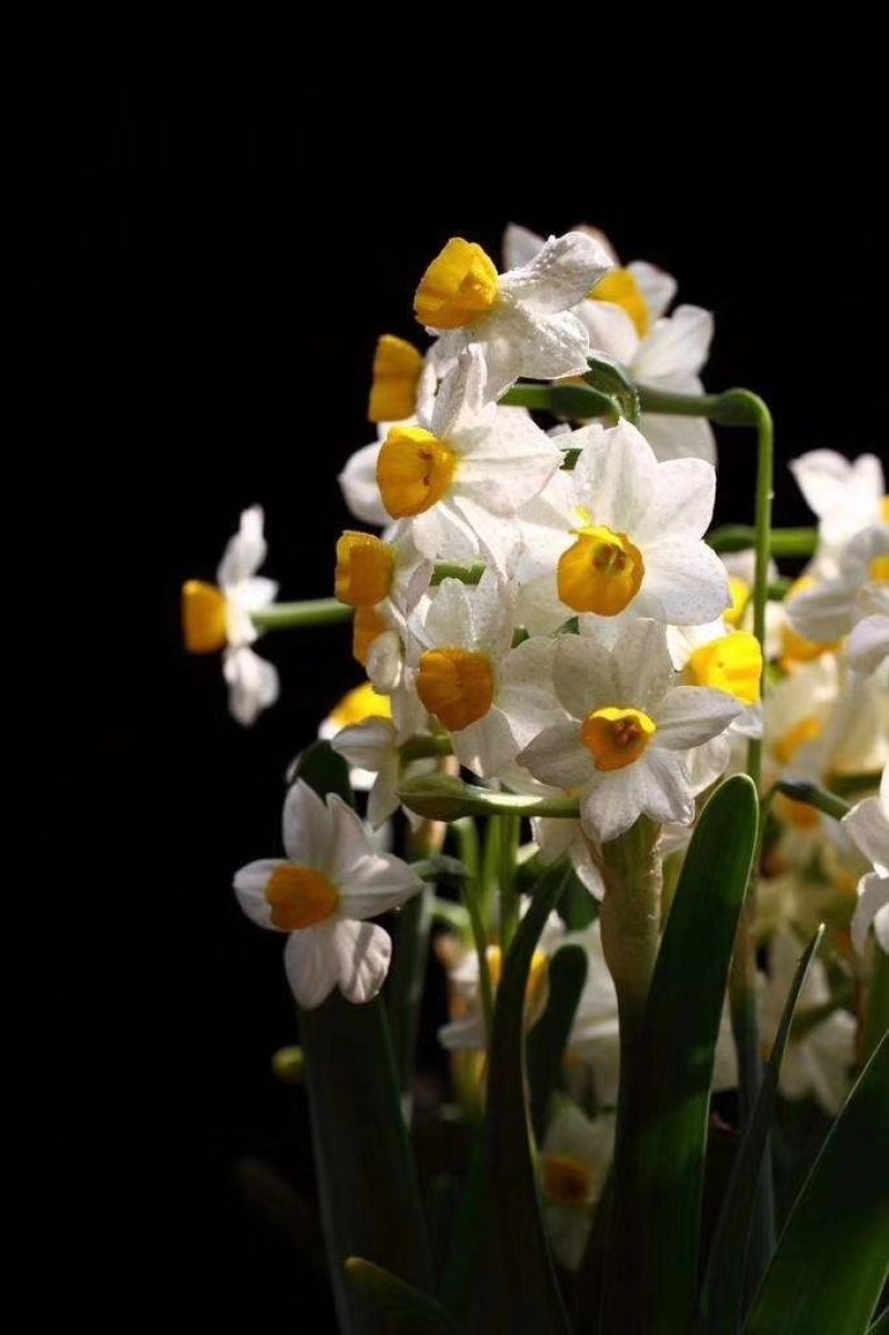 水仙花