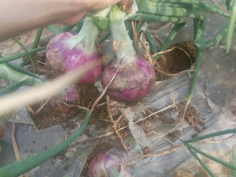 洋葱～聊城洋葱、二红洋葱质量保证，量大从优，视频看货产地