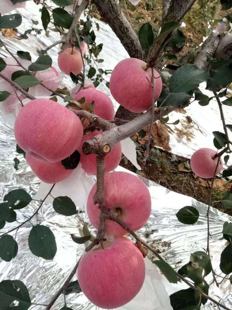 红富士苹果纸袋85以上一级