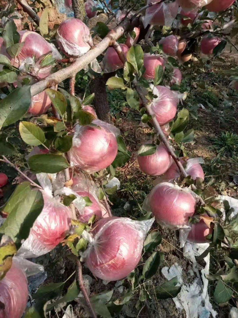 红富士苹果纸袋85以上一级