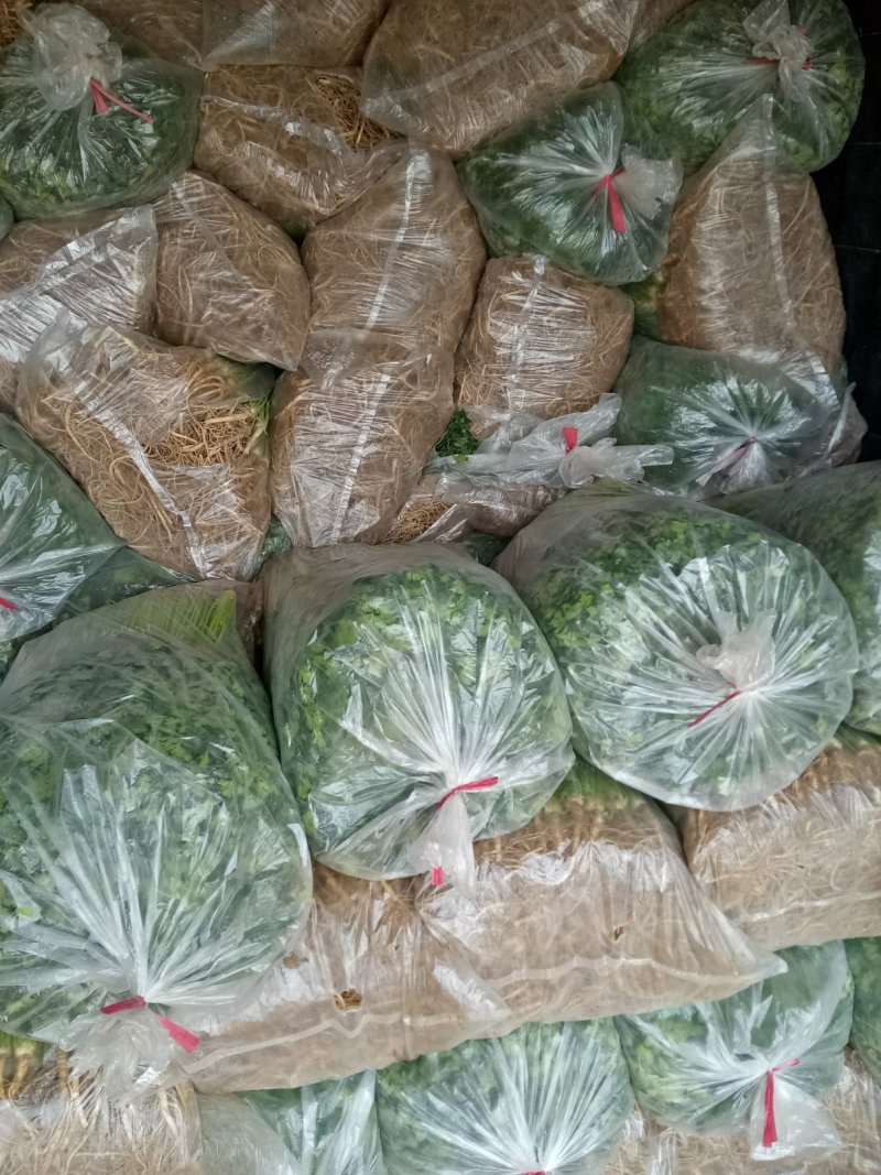 中叶铁杆青香菜40—70厘米，量很大