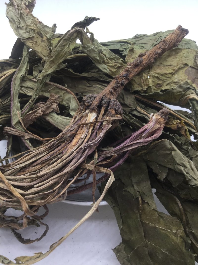 蒲公英，中药材蒲公英