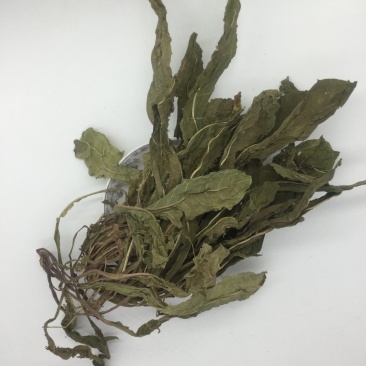 蒲公英，中药材蒲公英
