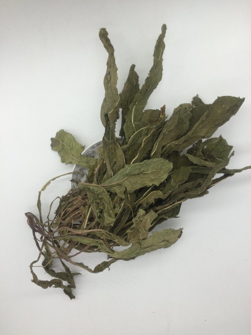 蒲公英，中药材蒲公英