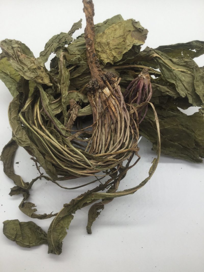 蒲公英，中药材蒲公英