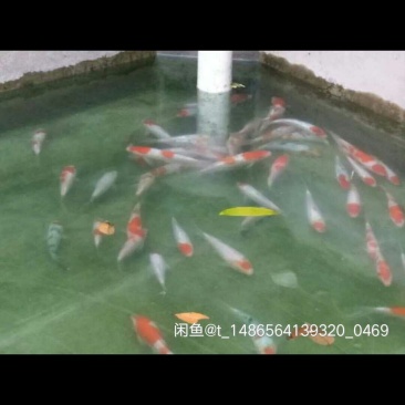 日本进口锦鲤