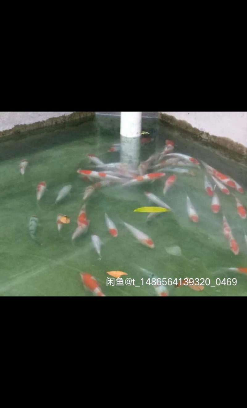 日本进口锦鲤