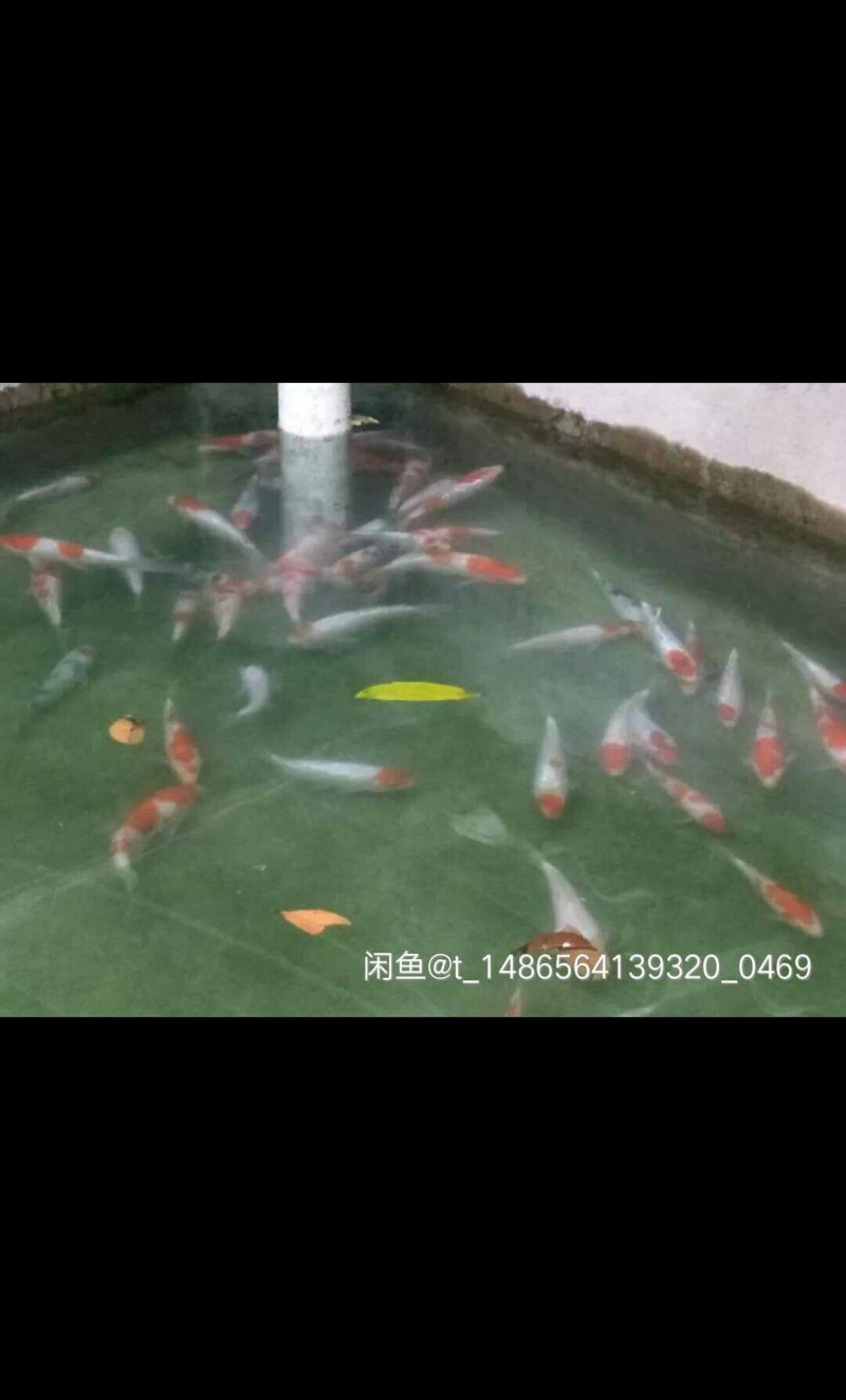 日本进口锦鲤