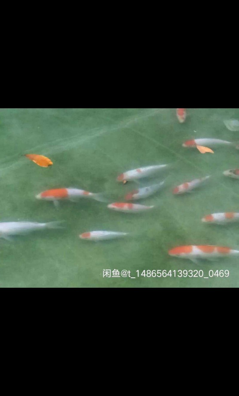 日本进口锦鲤