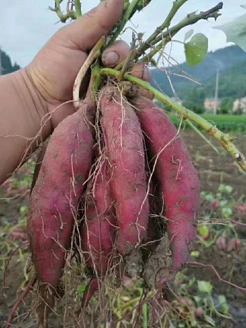 天目小香薯