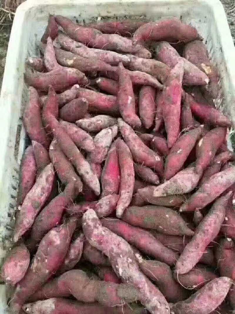 天目小香薯