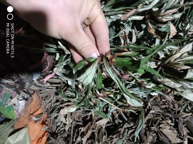 贵州野生追风伞一把伞倒足伞