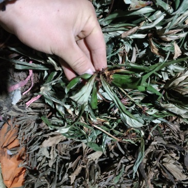 贵州野生追风伞一把伞倒足伞