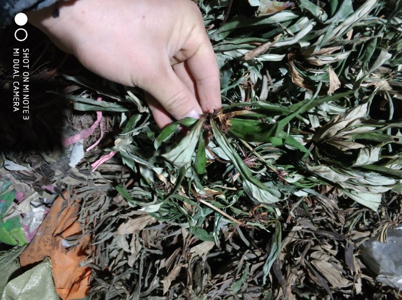 贵州野生追风伞一把伞倒足伞