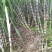 青皮甘庶