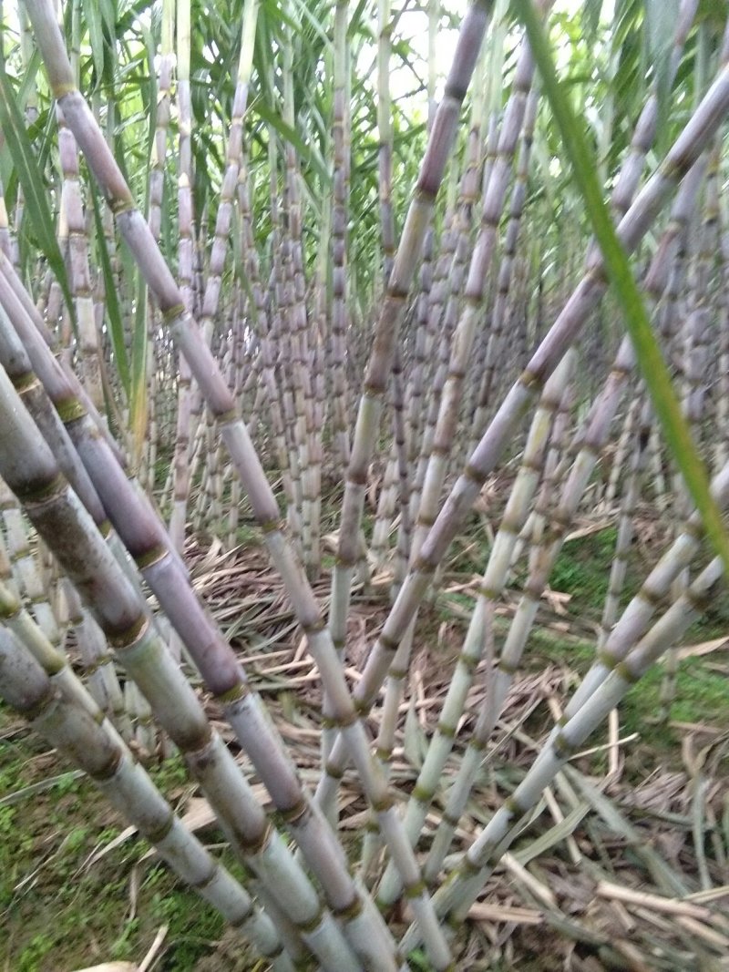 青皮甘庶