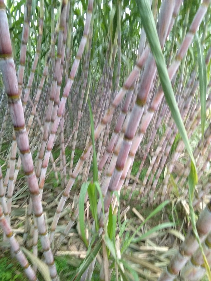 青皮甘庶
